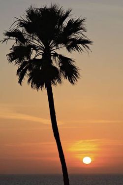 منظره غروب آفتاب درخت