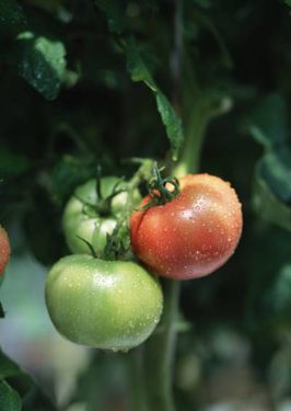 زراعت کشاورزی کاشت گوجه فرنگی 2