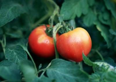 زراعت کشاورزی کاشت گوجه فرنگی 3