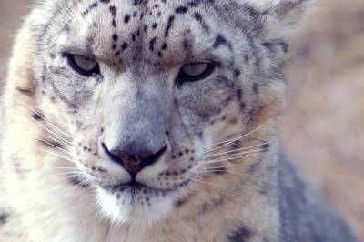 حیات وحش حیوان پلنگ