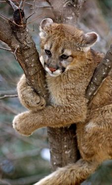 حیات وحش حیوان گربه وحشی درخت