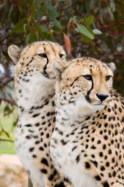 حیات وحش حیوان یوز پلنگ