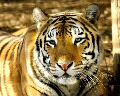 حیات وحش حیوان ببر پلنگ