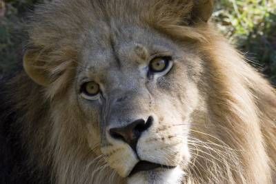 حیات وحش حیوان شیر سلطان جنگل