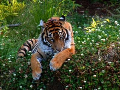 حیات وحش حیوان پلنگ 2