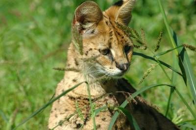 حیات وحش حیوان گربه وحشی 1