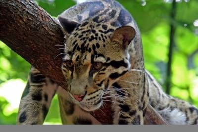 حیات وحش حیوان گربه وحشی 2