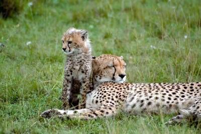 حیات وحش حیوان یوز پلنگ 2