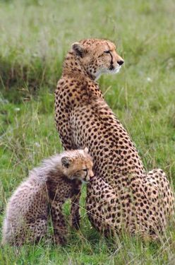 حیات وحش حیوان یوز پلنگ 3