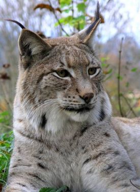 حیات وحش حیوان گربه وحشی 3