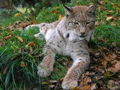 حیات وحش حیوان گربه وحشی 4