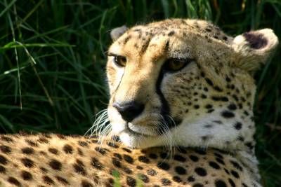 یوز پلنگ حیات وحش حیوان