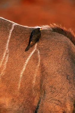 گنجشک فنچ پرنده