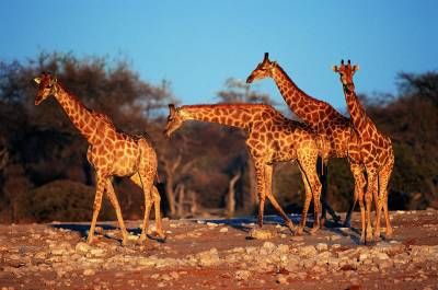 حیات وحش جانور زرافه