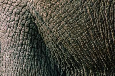 حیات وحش جانور بدن پوست فیل
