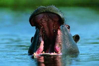 حیات وحش آب دریا اسب آبی