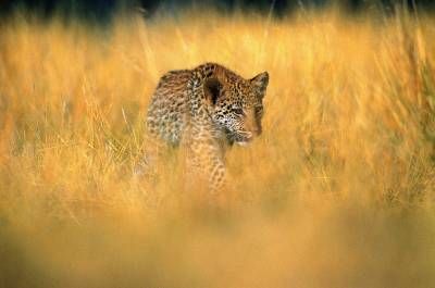 ببر استتار حیات وحش جانوران