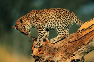 ببر استتار حیات وحش جانوران 1