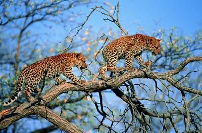 ببر استتار حیات وحش جانوران 2