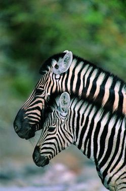 جانوران پستانداران حیوان گورخر 2