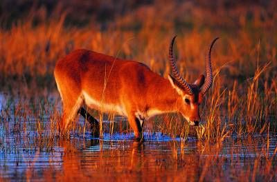 گوزن پستانداران حیات وحش حیوان 3