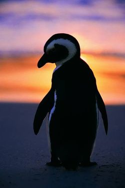پنگوئن
