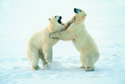خرس قطبی قطب شمال سرما 3