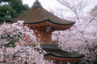 منظره خانه شکوفه درخت بهار