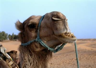 حیوان اهلی شتر