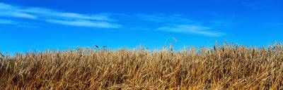 گندم زار کشاورزی زراعت