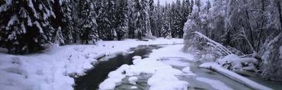 جنگل رودخانه زمستان برف سرما 3