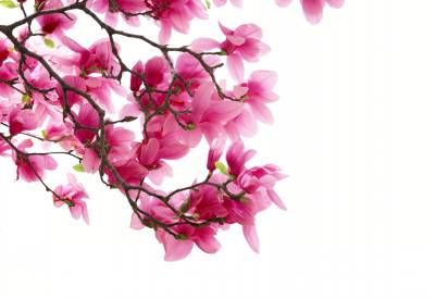 درخت شکوفه گل بهار 