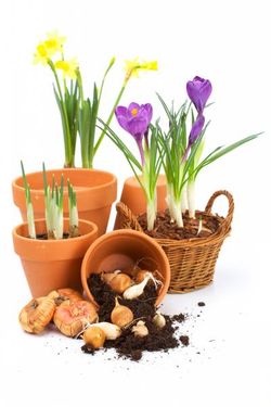 گل و گیاه گلدان پرورش گل گلخانه