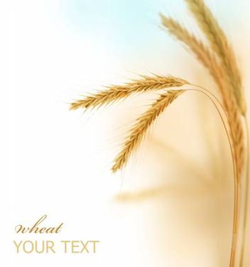 کارت پستال گندم