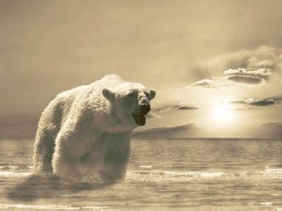 اقیانوس قطب شمال خرس قطبی