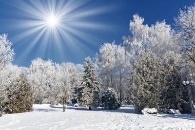 زمستان منظره طبیعت سرما درخت 1