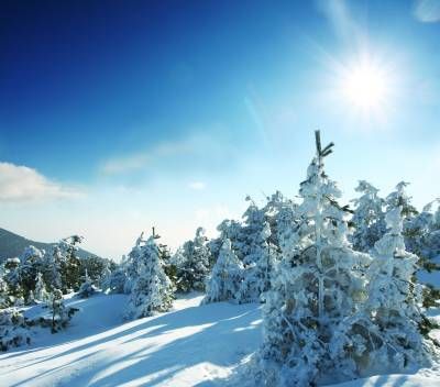 درخت طبیعت زمستان برف سرما