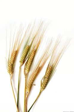 خوشه گندم زراعت کشاورزی 1