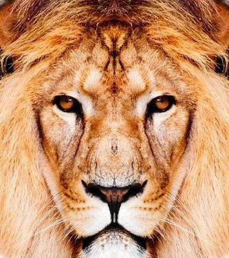 سلطان جنگل حیات وحش شیر حیوان 1