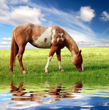 اسب برکه آب منظره