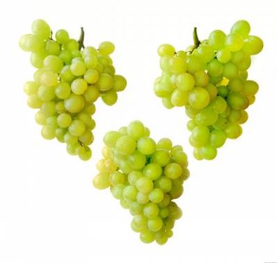 میوه باغبانی انگور