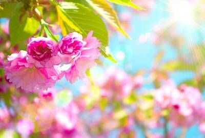 طبیعت شکوفه بهار