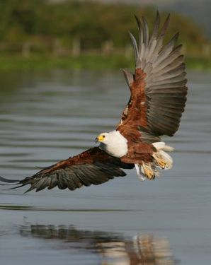 پرندگان شکاری دریاچه پرواز