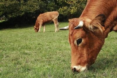 گاوداری چراگاه لبنیات گاو 2