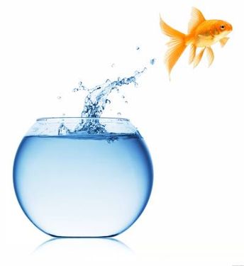 تنگ آب ماهی قرمز عید نوروز 1