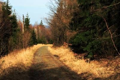مسیر جنگل منظره طبیعت