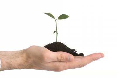 محیط زیست نهال درخت 2