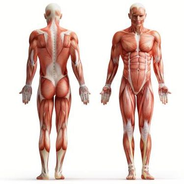 بدن انسان عضله علوم