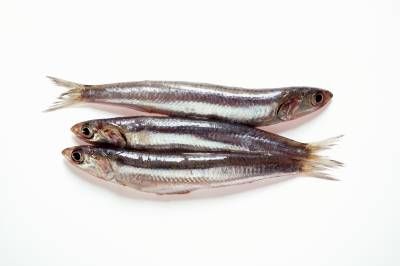 غذای دریایی خوراک ماهی