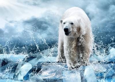 قطب شمال خرس قطبی یخ سرما